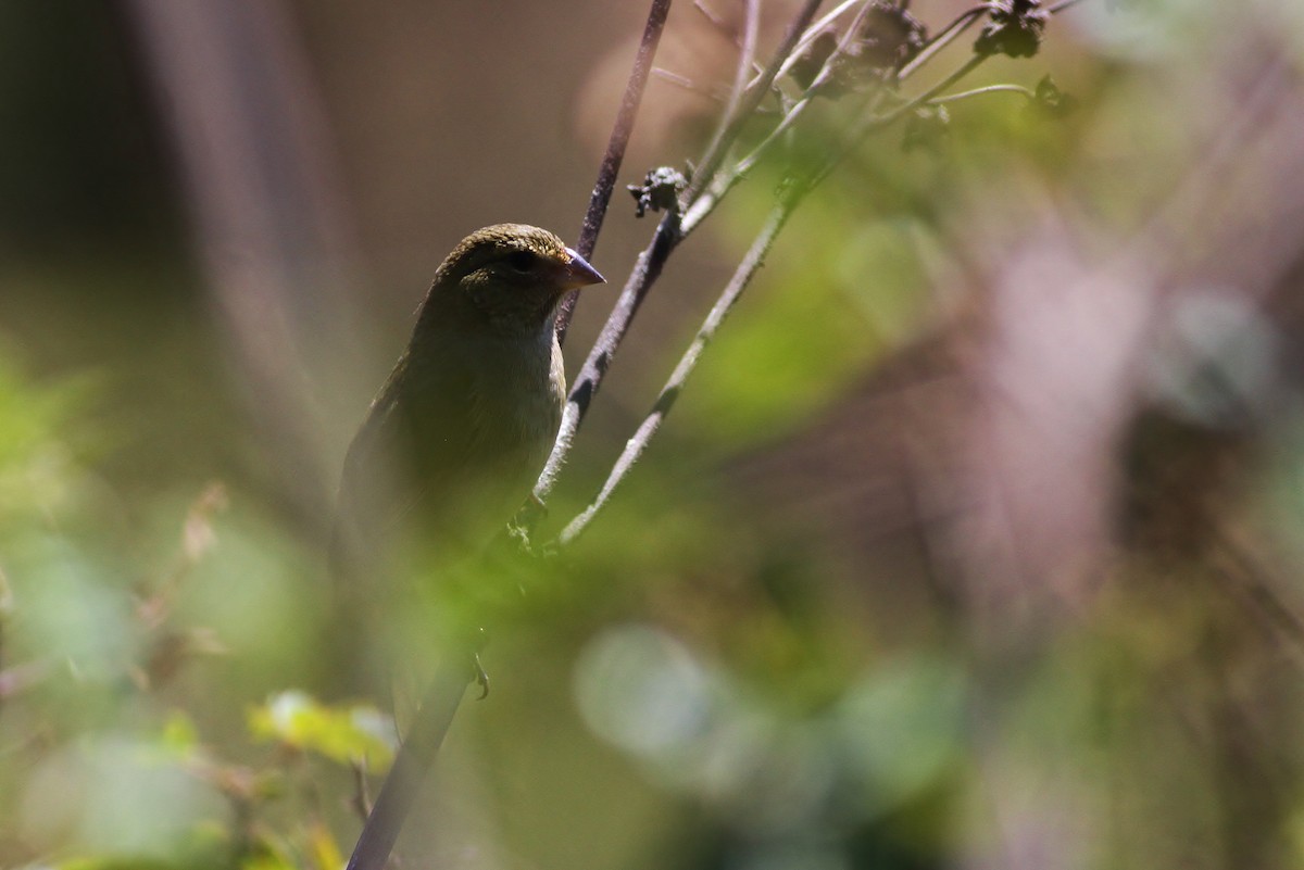 Yellow-faced Grassquit - ML49145931