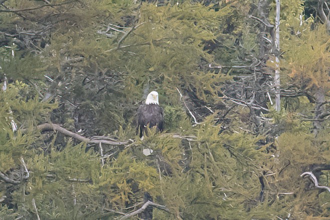 Bald Eagle - ML491460371