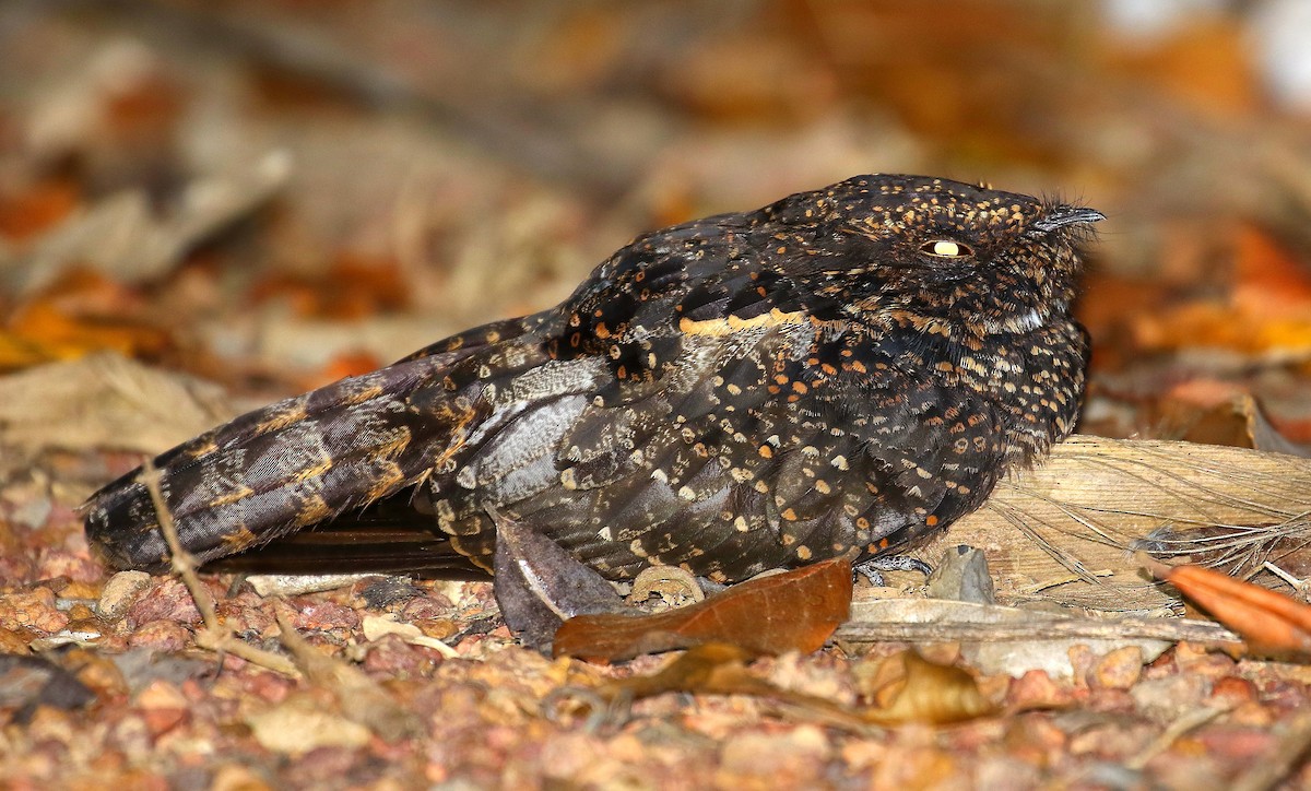 Blackish Nightjar - ML491462371