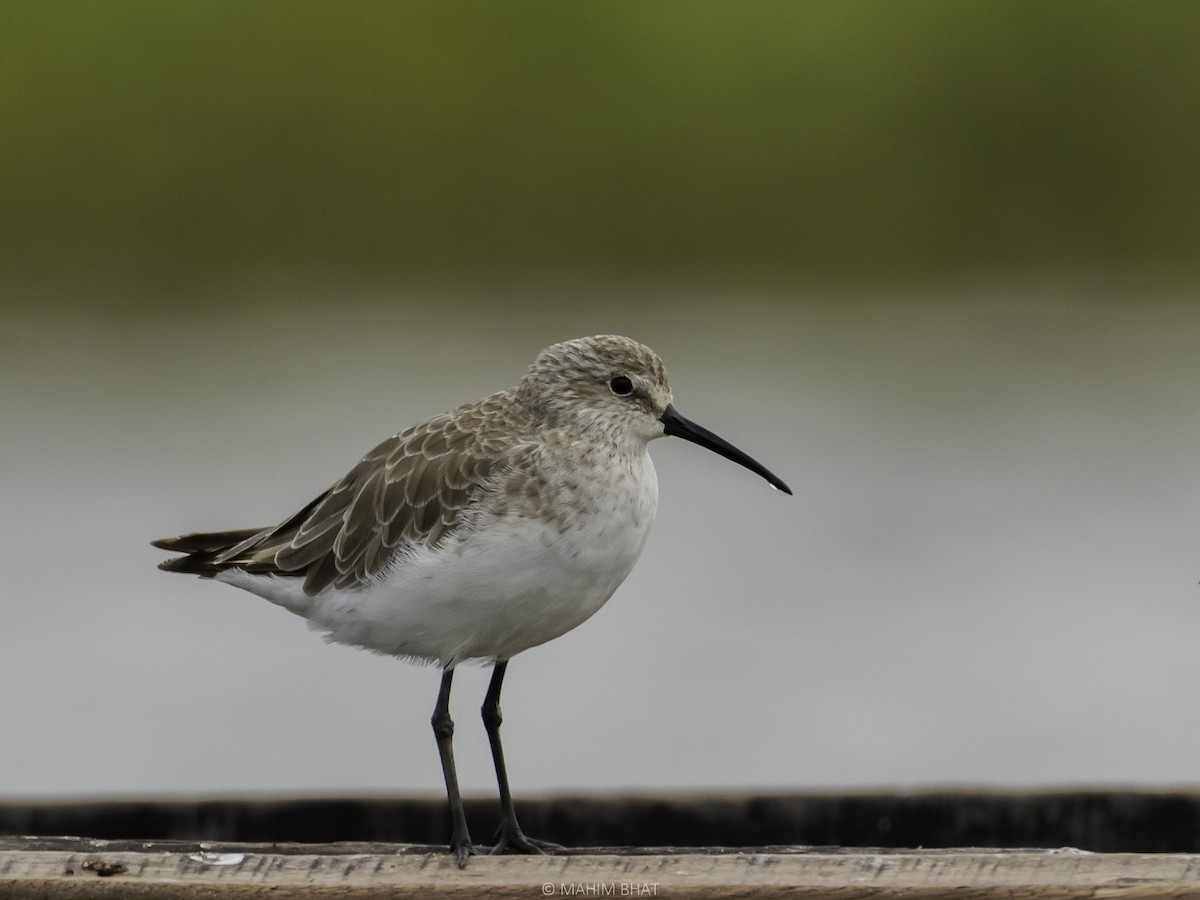 Curlew Sandpiper - Mahim B