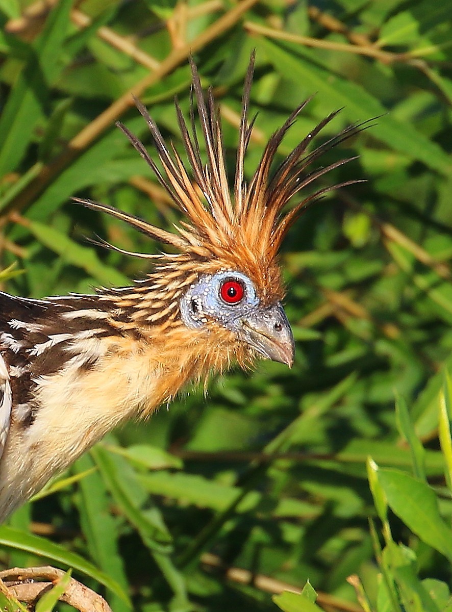 hoatzin - ML491462891