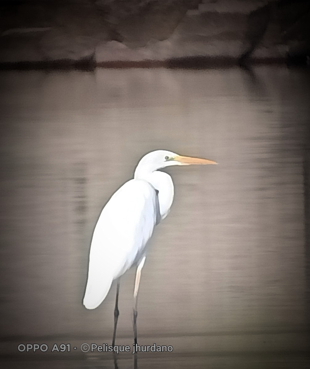 Great Egret - ML491463991