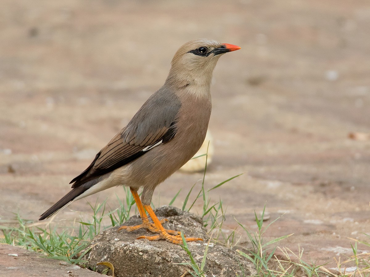 Burmese Myna - Acridotheres burmannicus - Birds of the World
