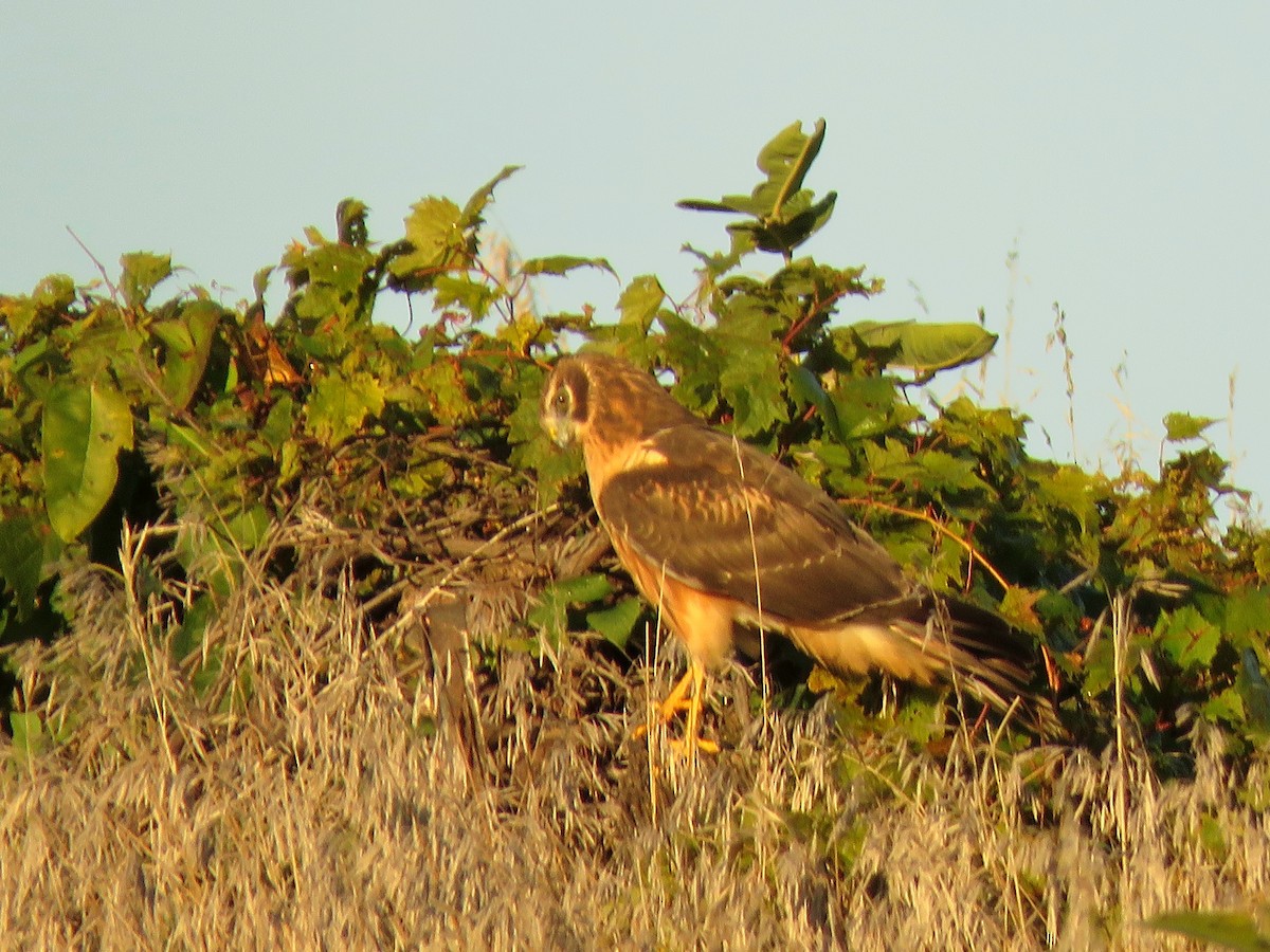 Northern Harrier - ML491467361