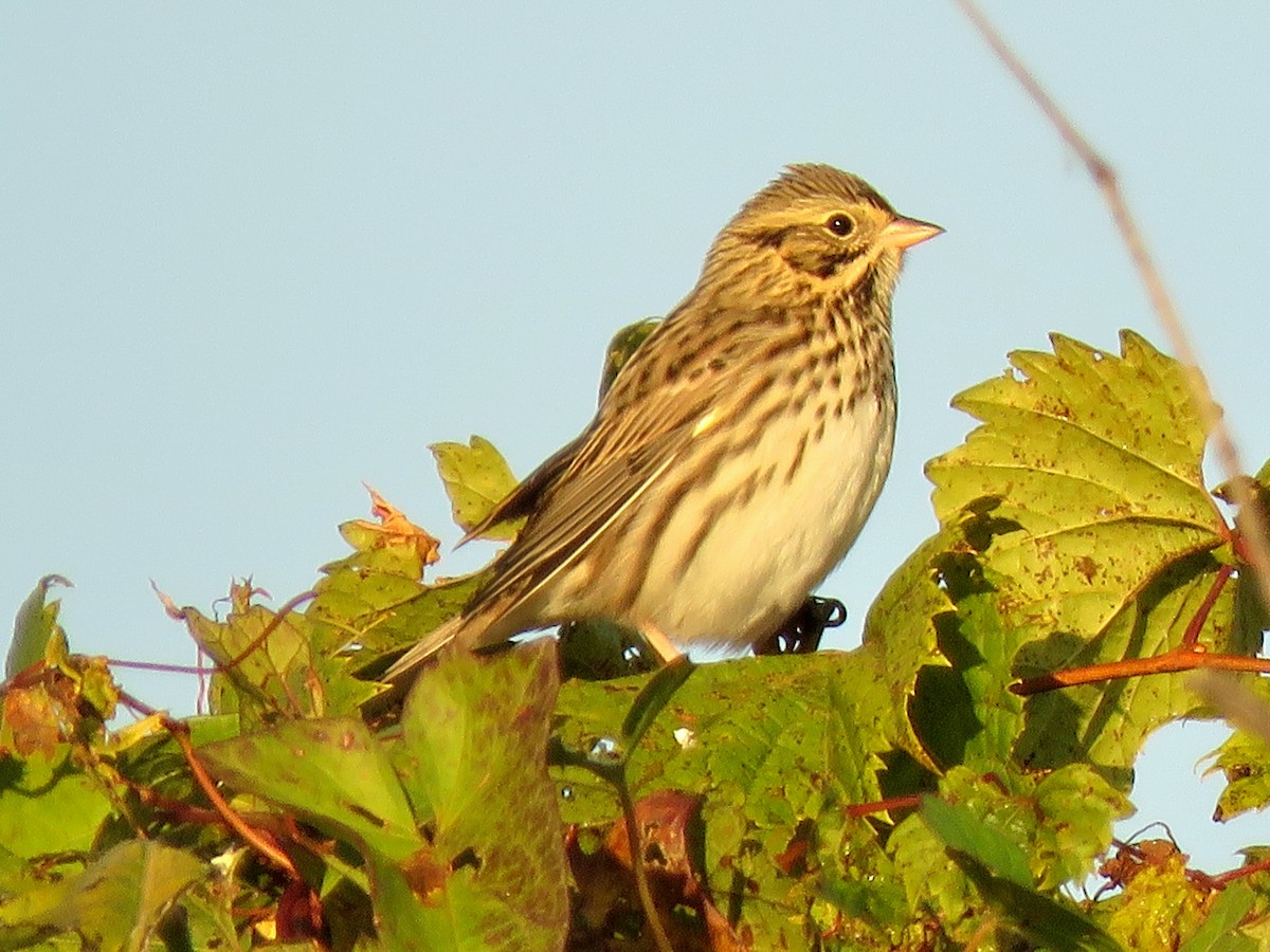 Savannah Sparrow - ML491467381