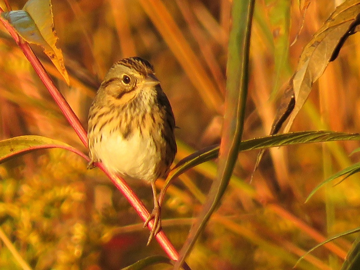 Lincoln's Sparrow - ML491467481