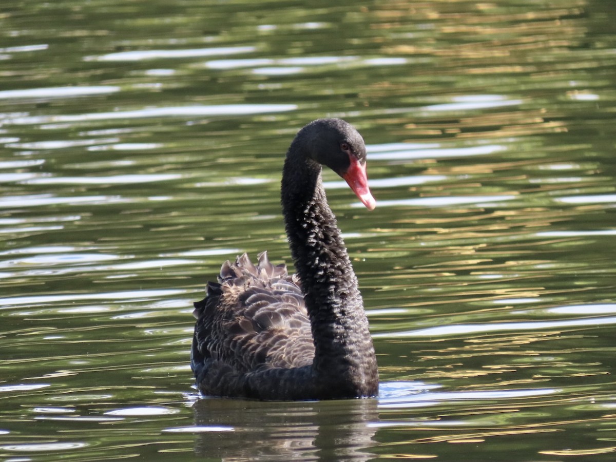 Cygne noir - ML491470521