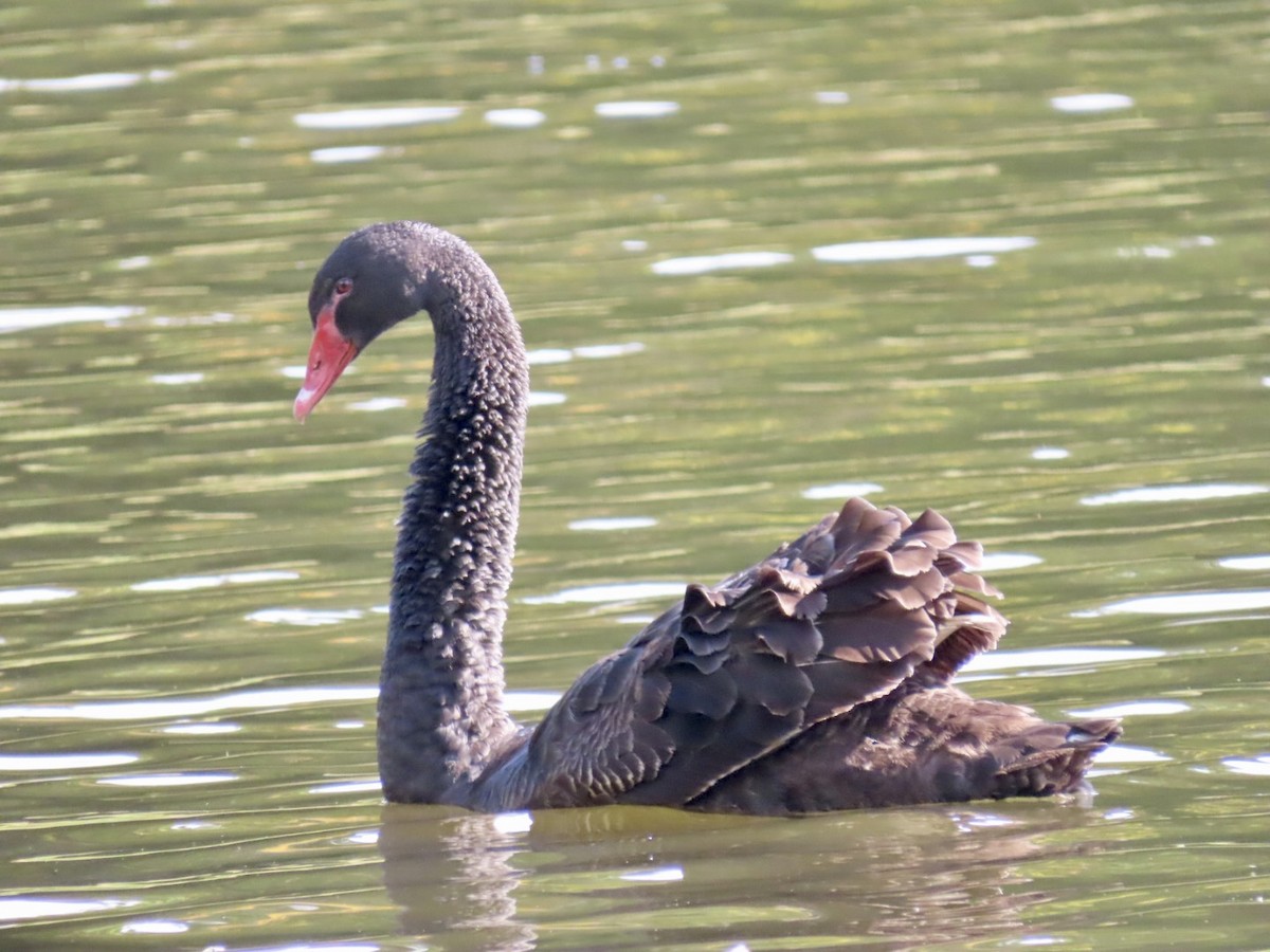 Cygne noir - ML491470531