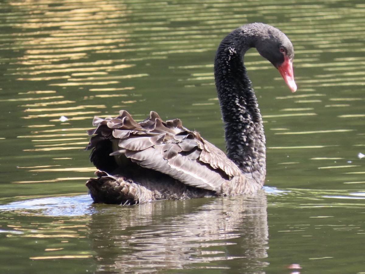 Black Swan - ML491470541