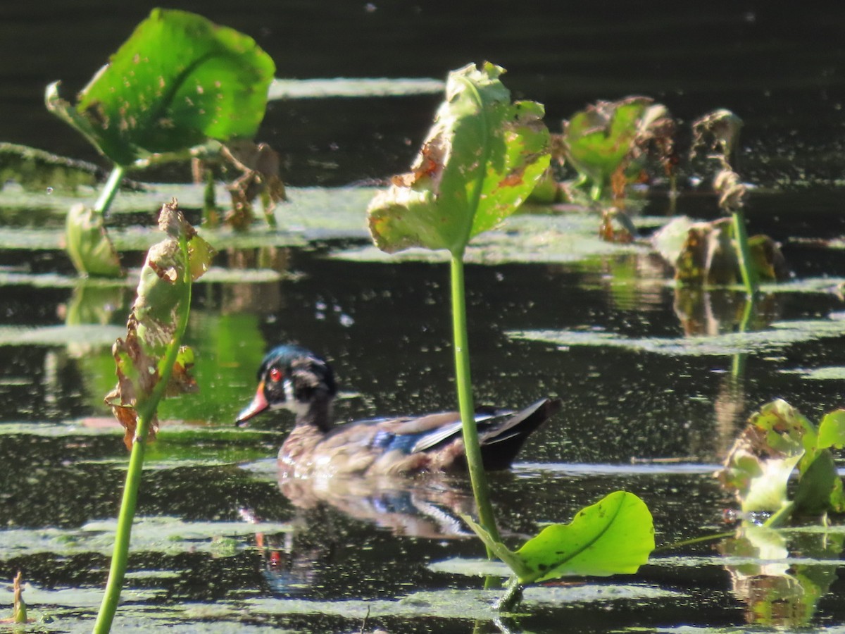 Wood Duck - ML491470771