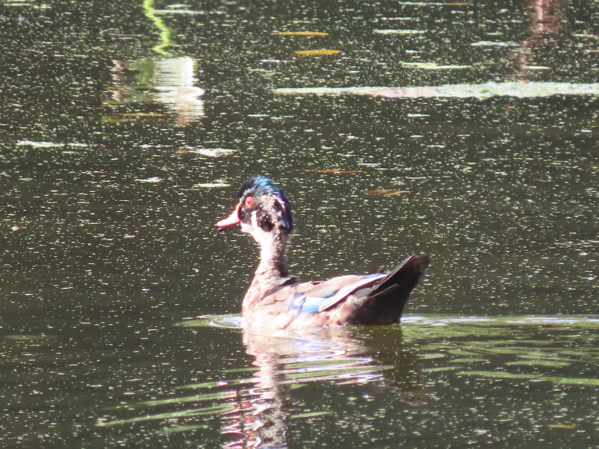 Wood Duck - ML491470781