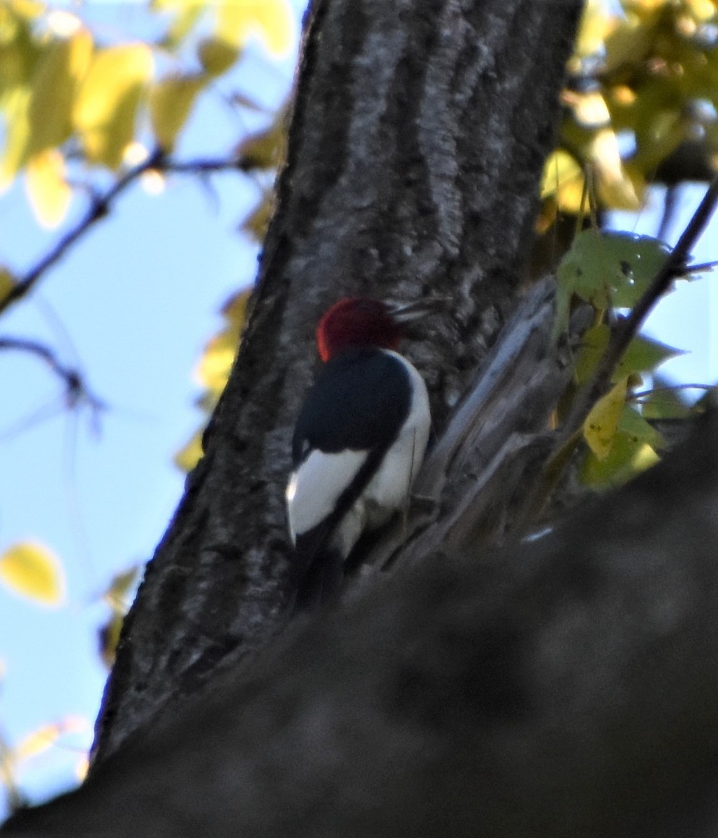 Red-headed Woodpecker - ML491470871