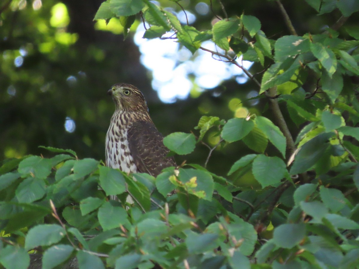 Cooper's Hawk - ML491470891