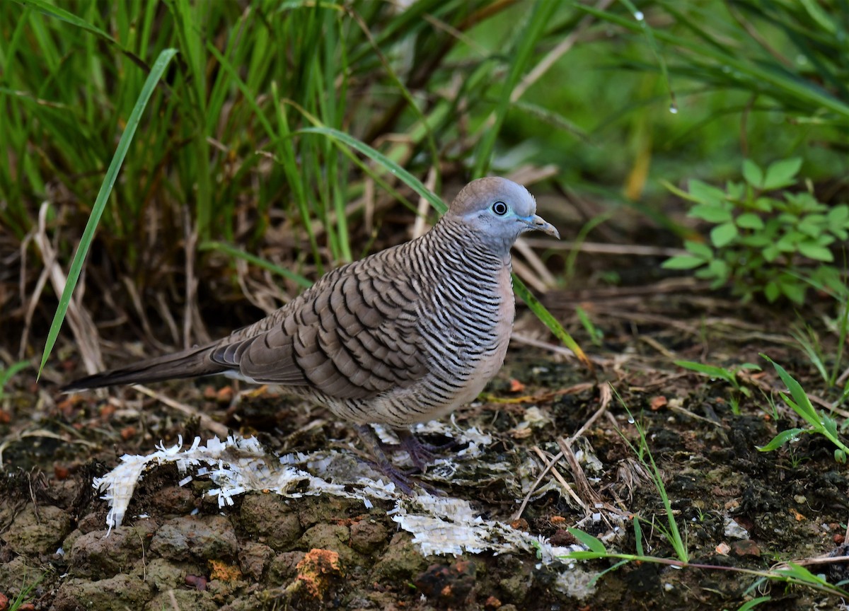 Zebra Dove - ML491471431