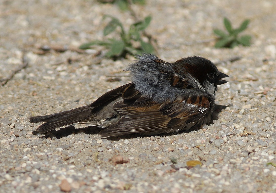 House Sparrow - ML49147201