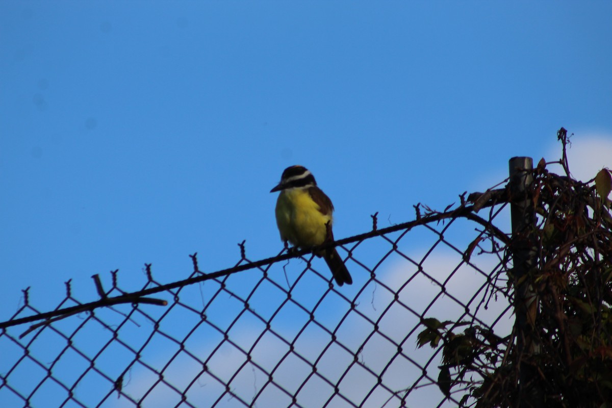 Great Kiskadee - ML491472751