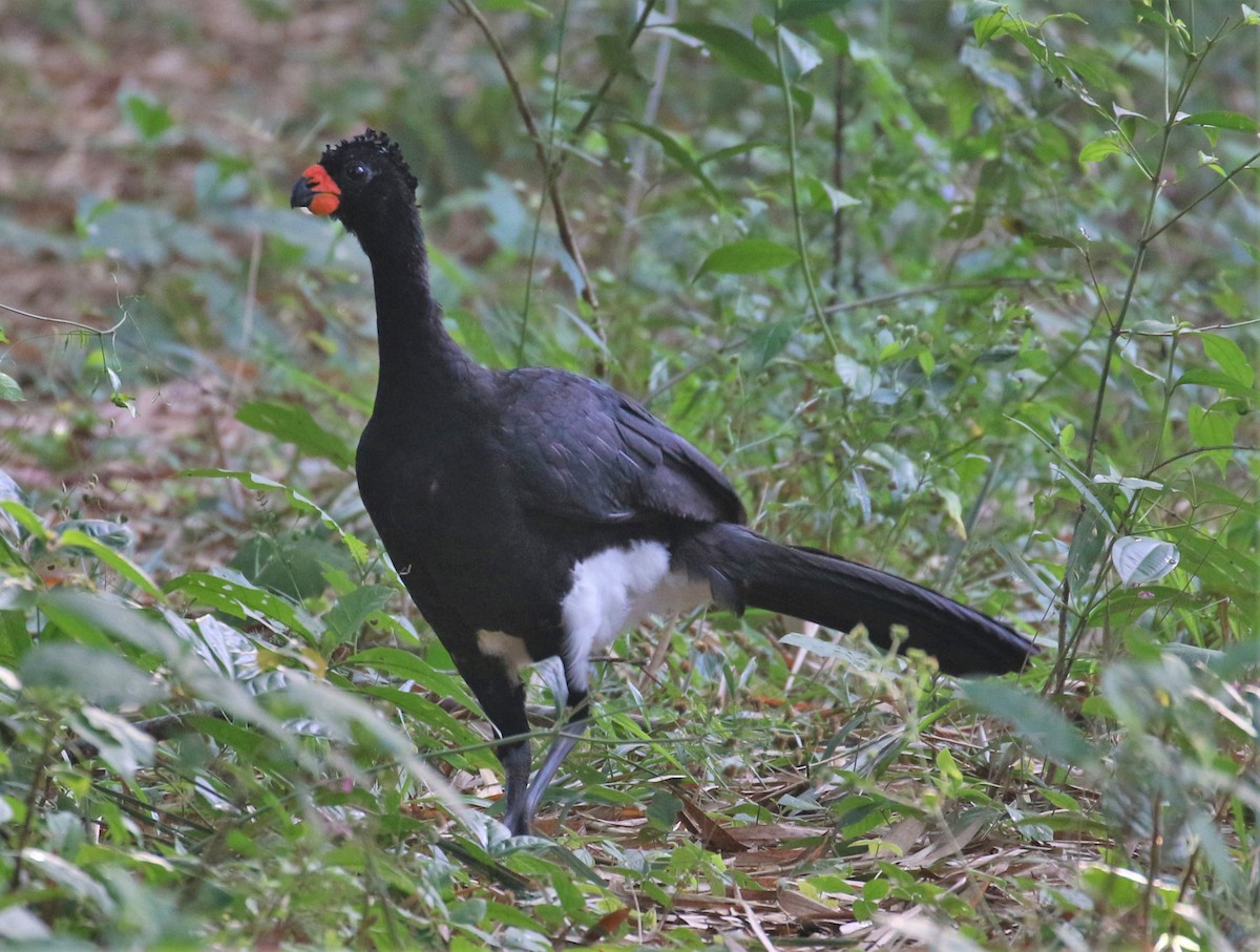 Red-billed Curassow - ML491473451