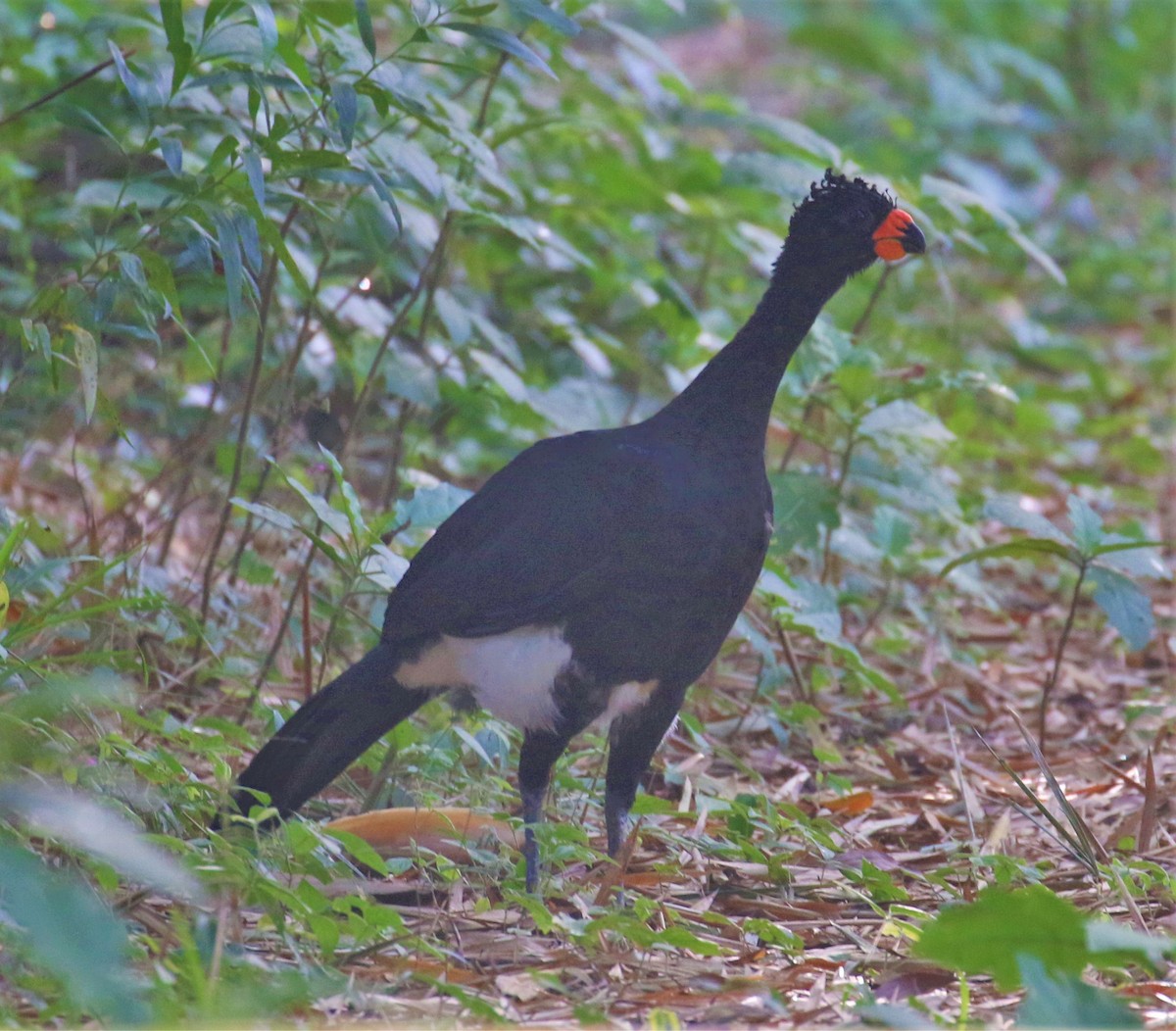 Red-billed Curassow - ML491473461