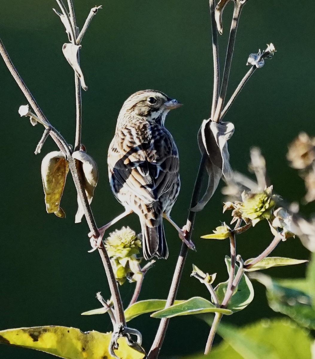 Savannah Sparrow - ML491473621