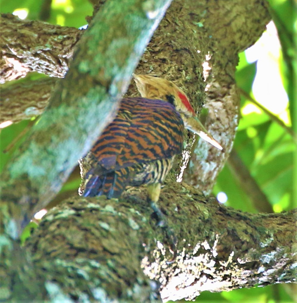 Ringed Woodpecker - ML491474241