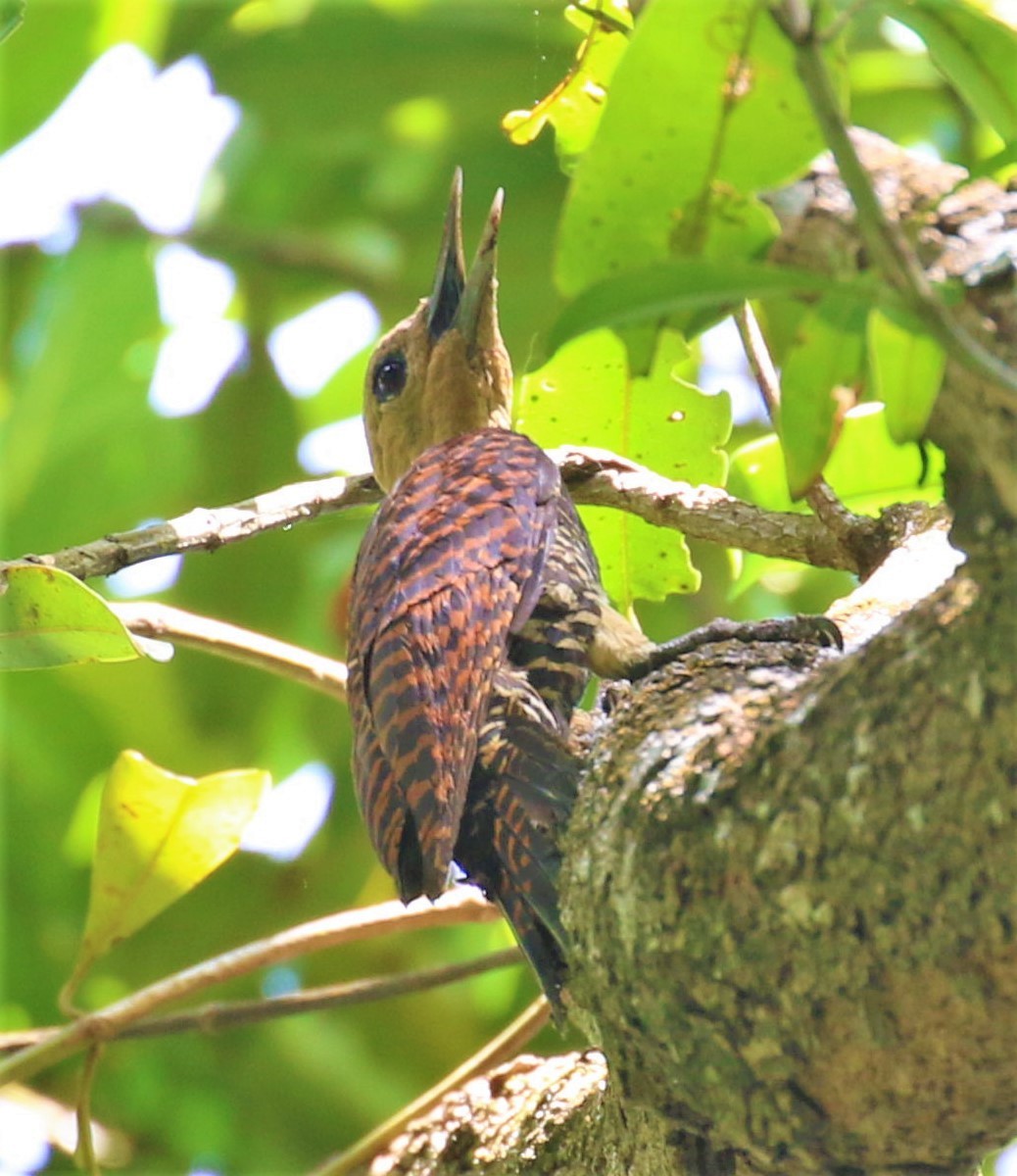 Ringed Woodpecker - ML491474271