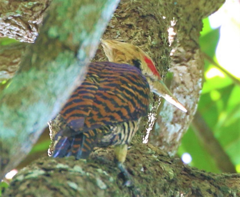 Ringed Woodpecker - ML491474291