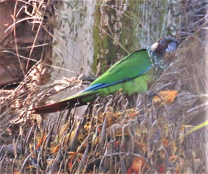 Maroon-faced Parakeet - ML491474401