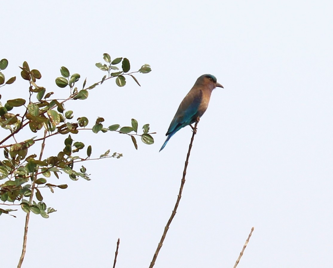 Indian/Indochinese Roller - Aranya Choudhury