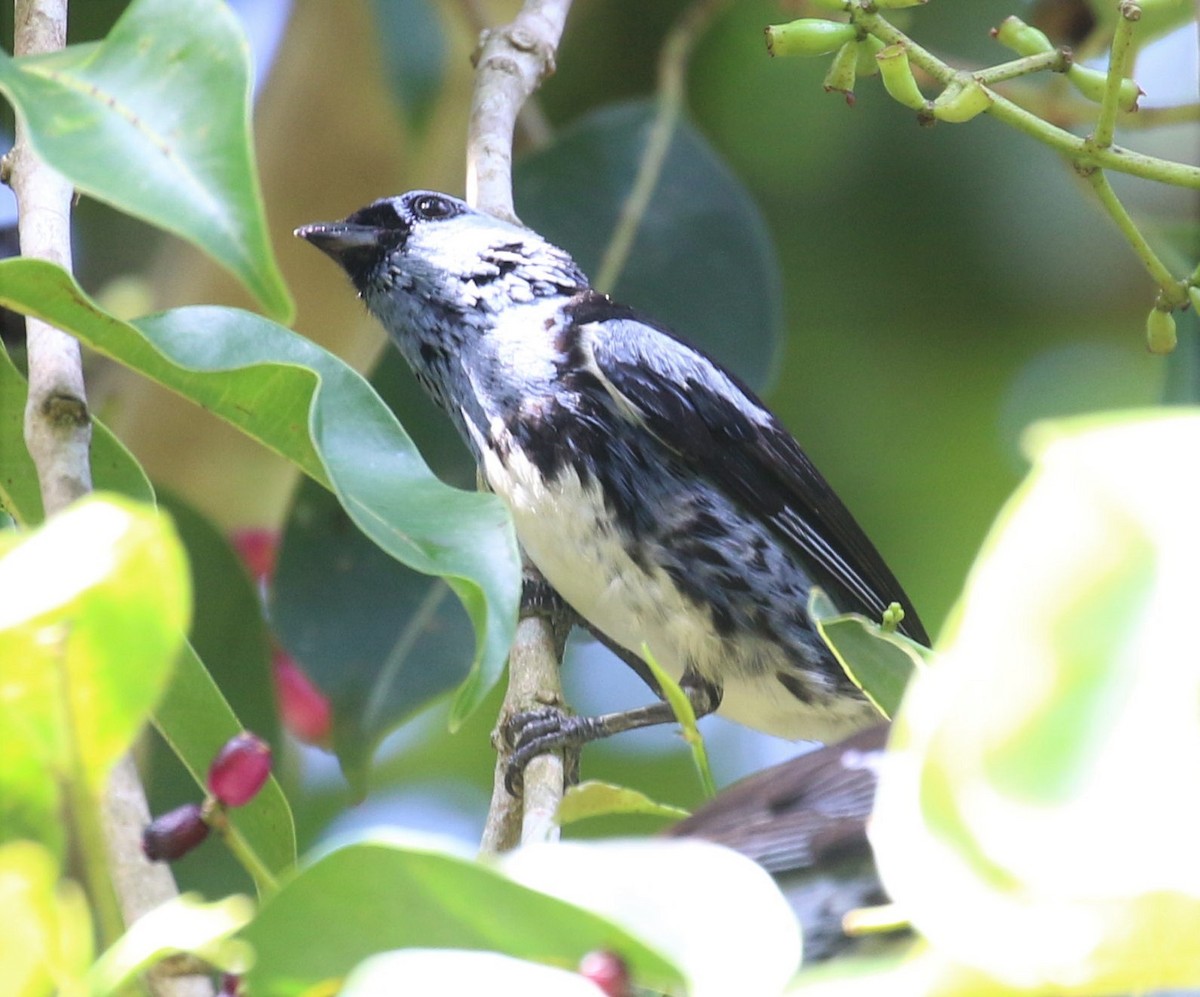 White-bellied Tanager - ML491474471