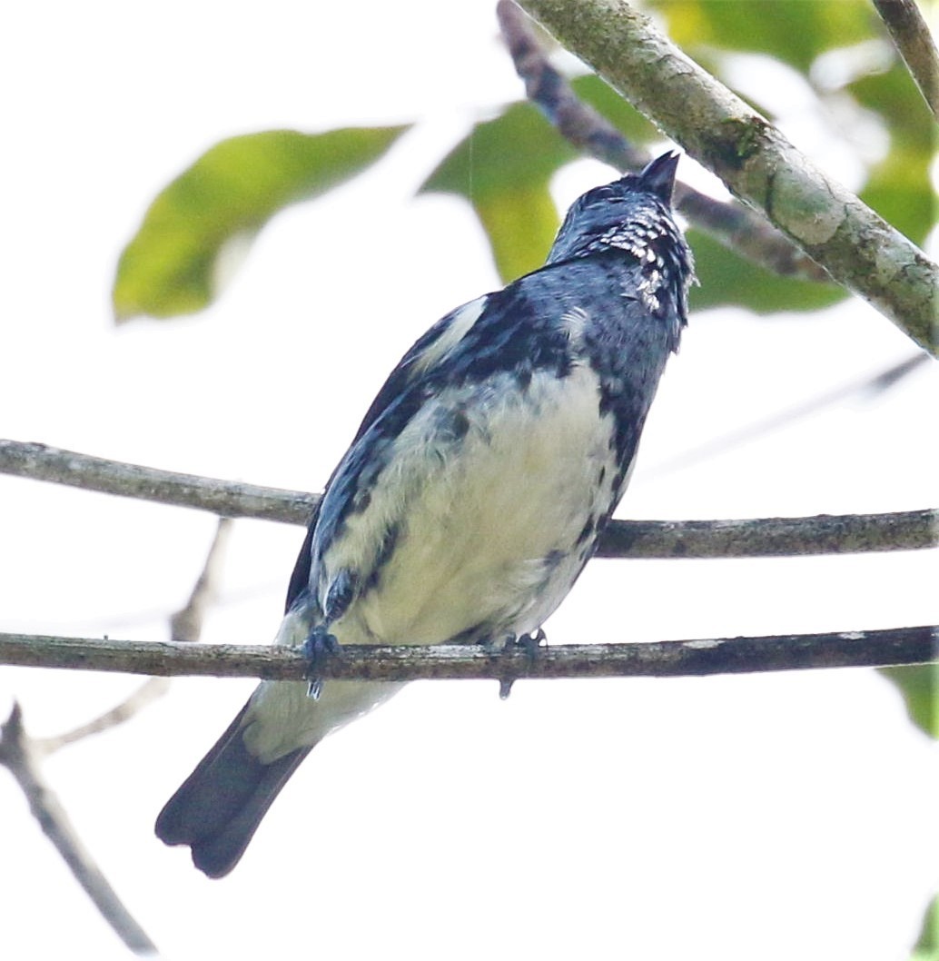 White-bellied Tanager - ML491474481