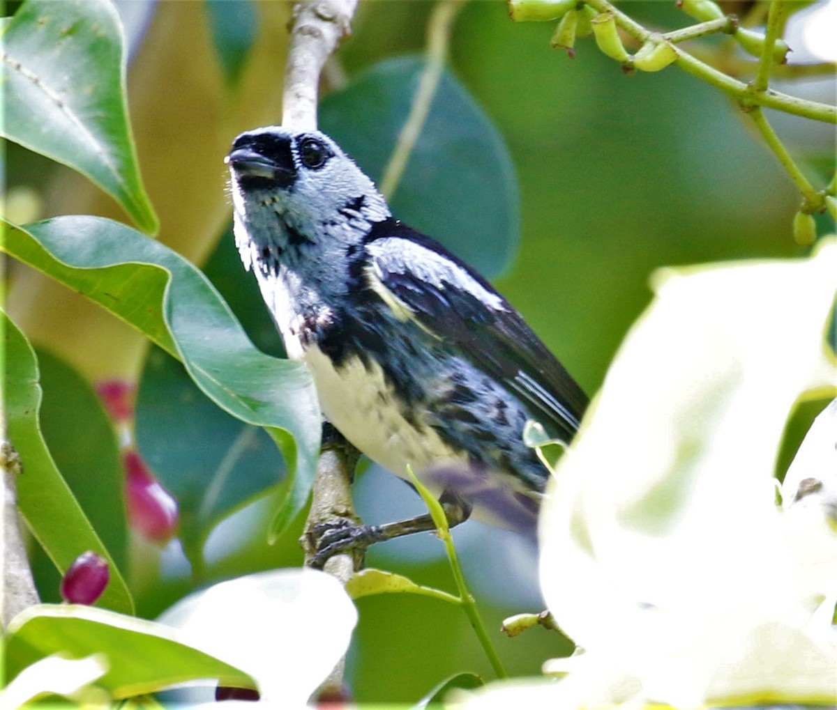White-bellied Tanager - ML491474491