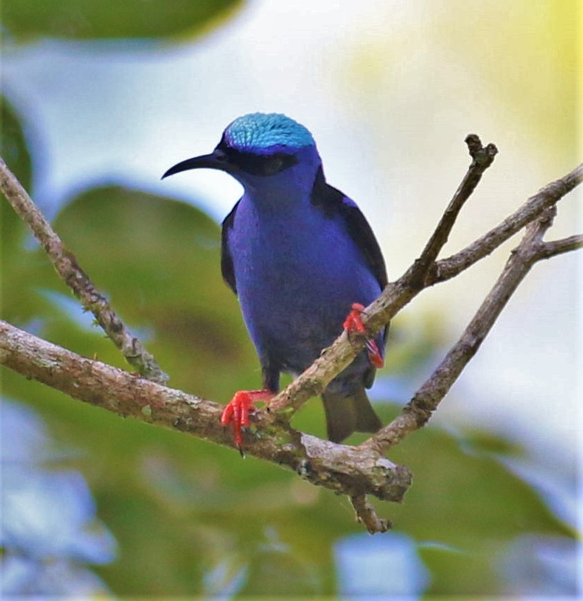 Red-legged Honeycreeper - ML491474561