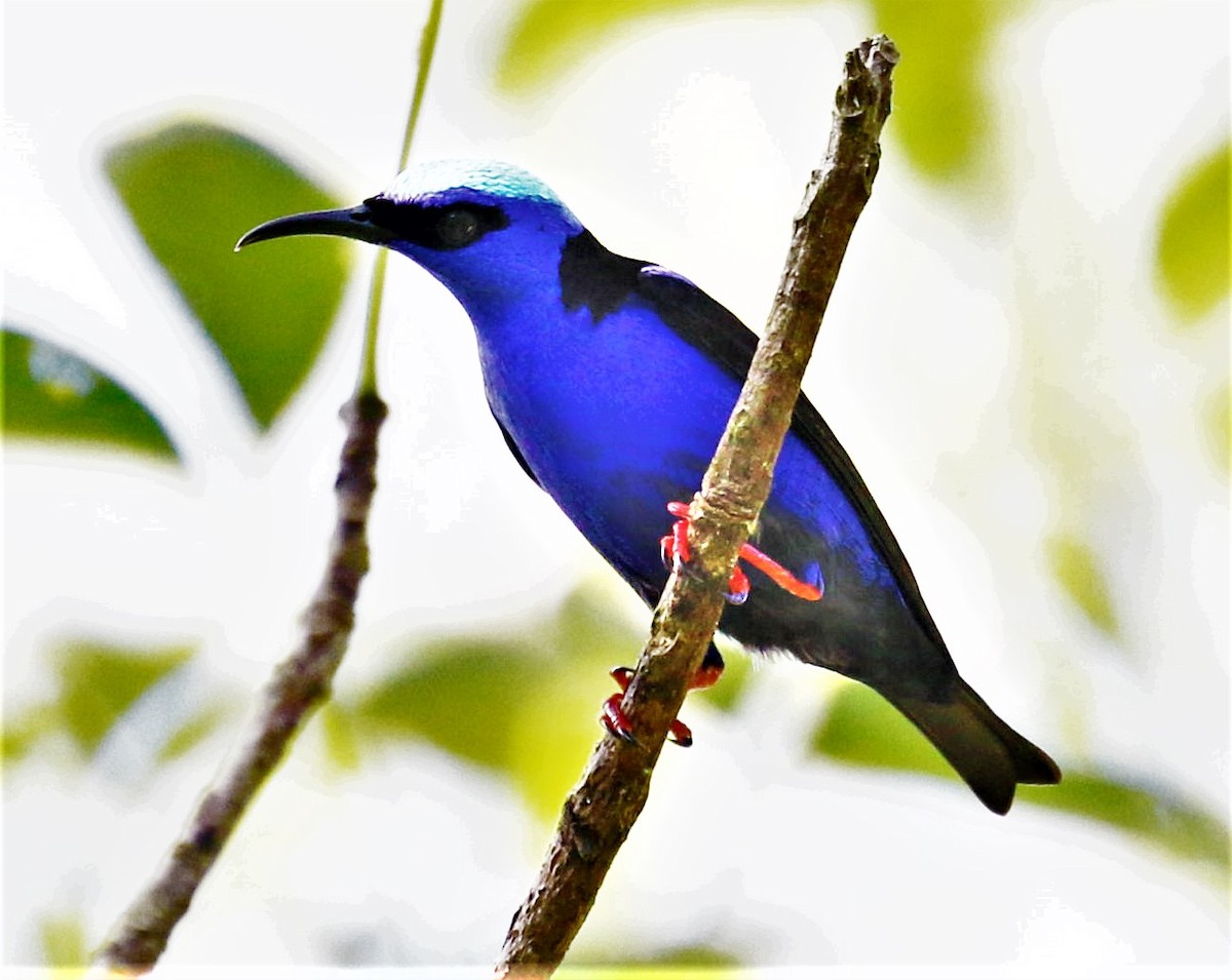 Red-legged Honeycreeper - ML491474571