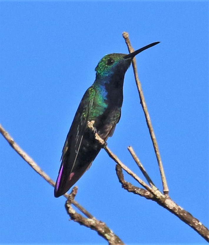 Black-throated Mango - ML491474841