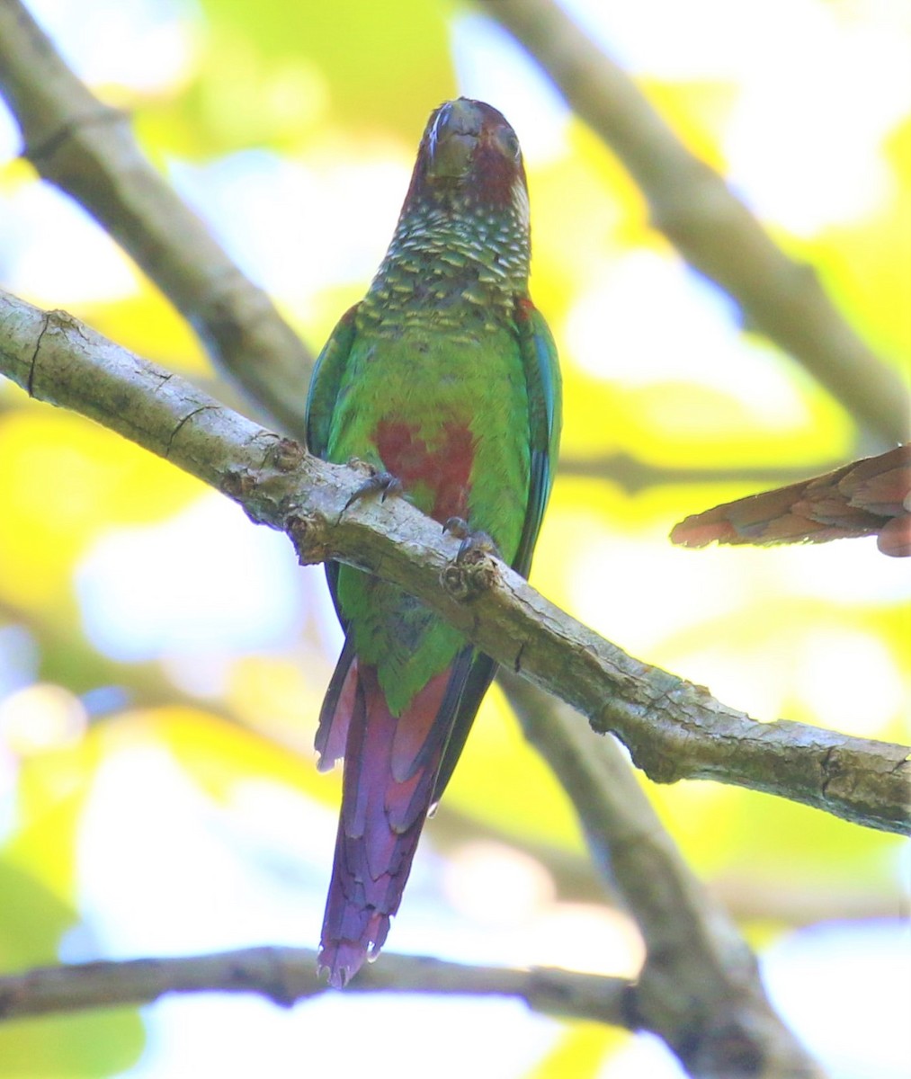 Maroon-faced Parakeet - ML491474881