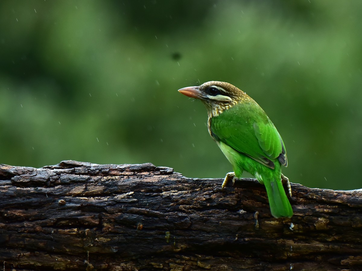 White-cheeked Barbet - ML491475211