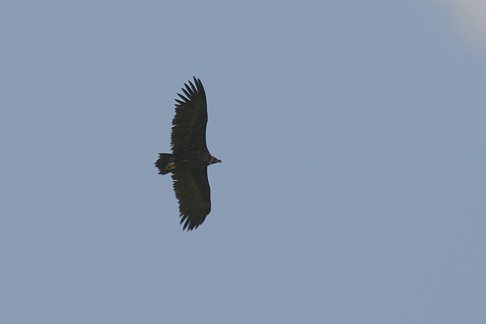 Cinereous Vulture - ML491475221