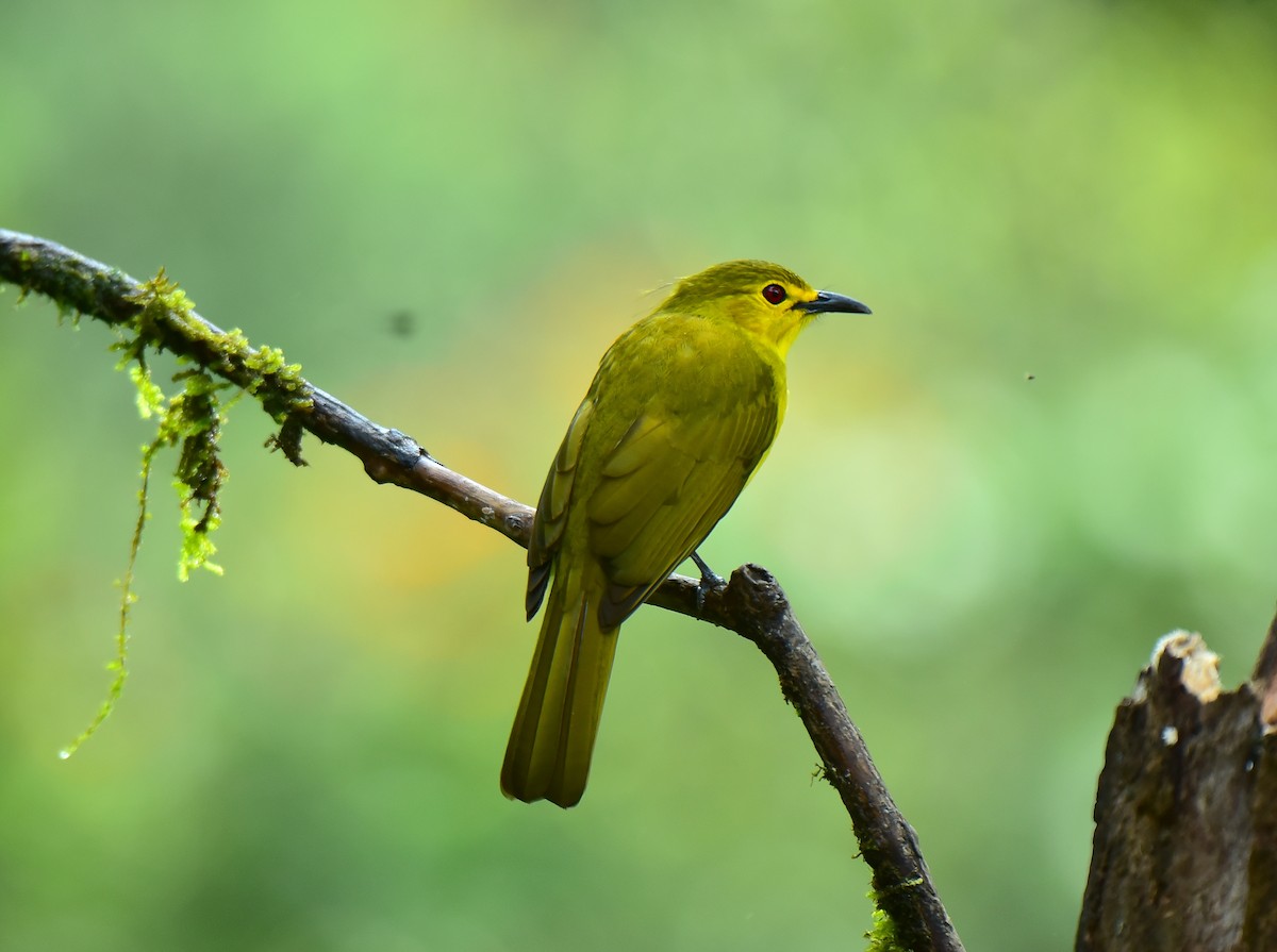 Yellow-browed Bulbul - ML491475281