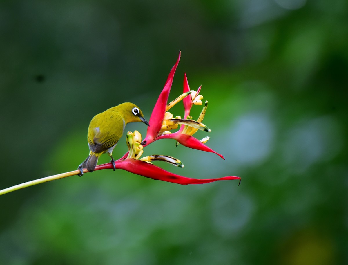 Indian White-eye - ML491475351