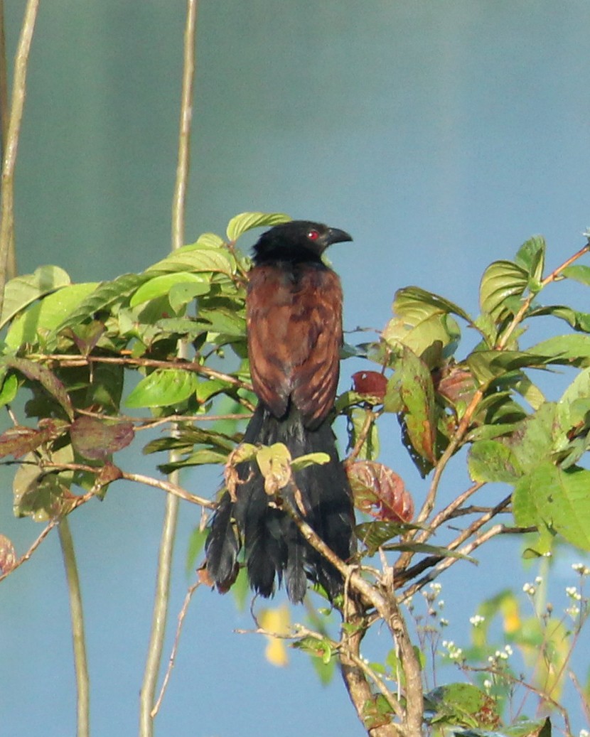 Greater Coucal - ML491475371