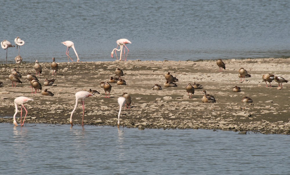 Egyptian Goose - ML491475381