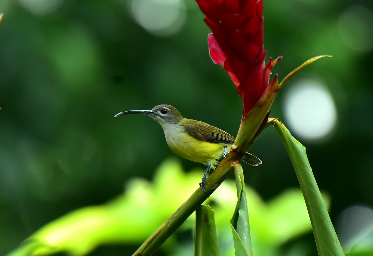Little Spiderhunter - ML491475411