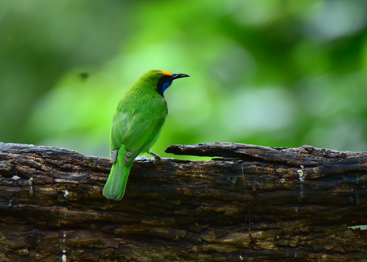 Golden-fronted Leafbird - ML491475511