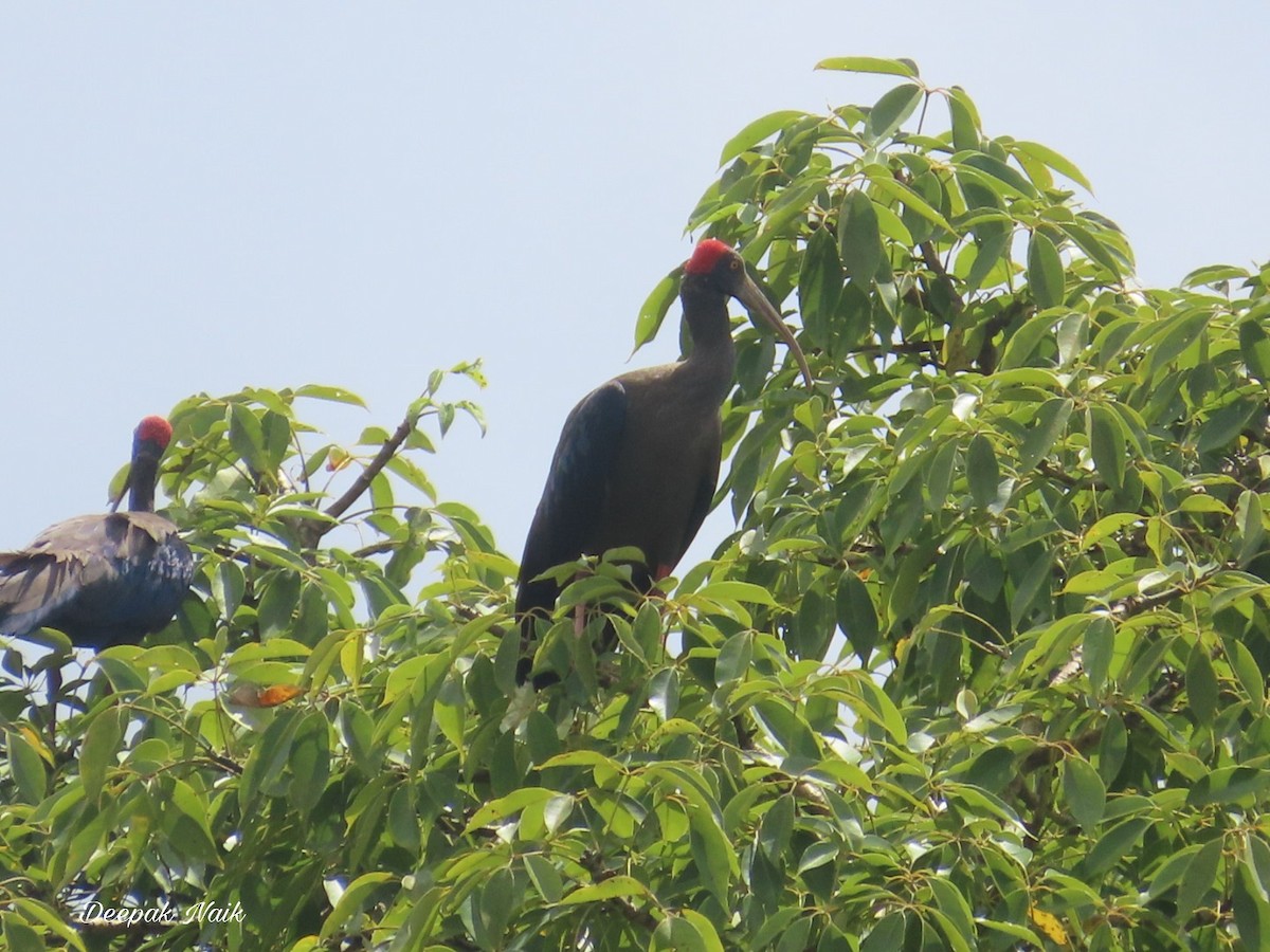 Warzenibis - ML491475701