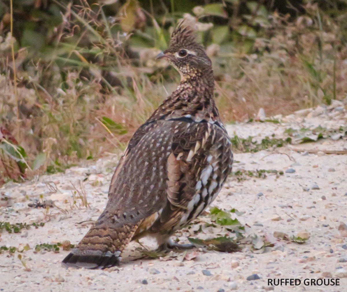 Ruffed Grouse - ML491476711