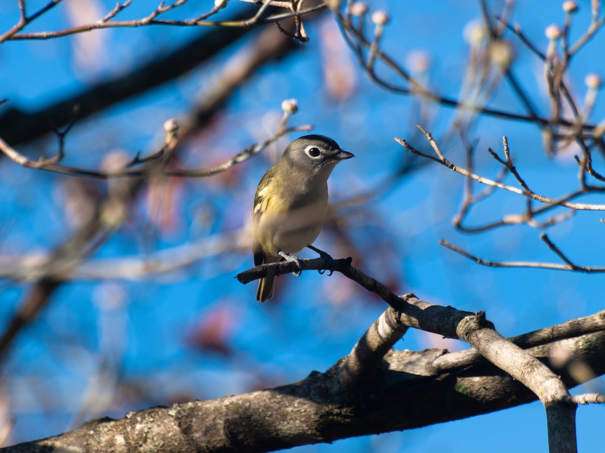 Blue-headed Vireo - ML491478731