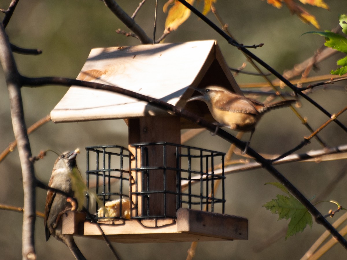 Carolina Wren - ML491478761
