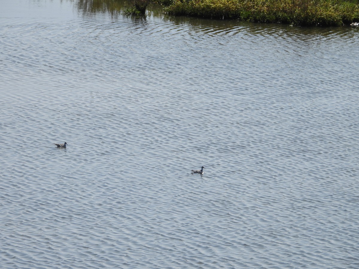 Red-necked Phalarope - ML491478971