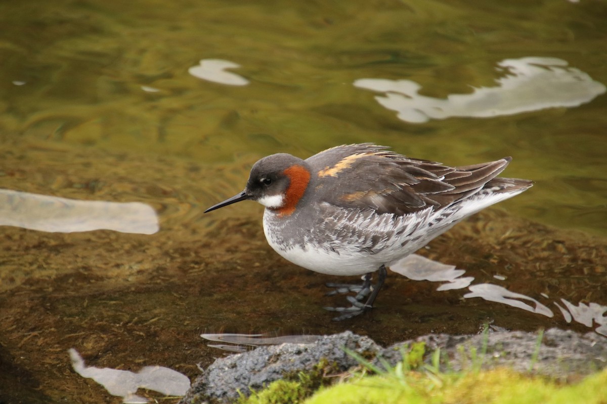 svømmesnipe - ML491479091