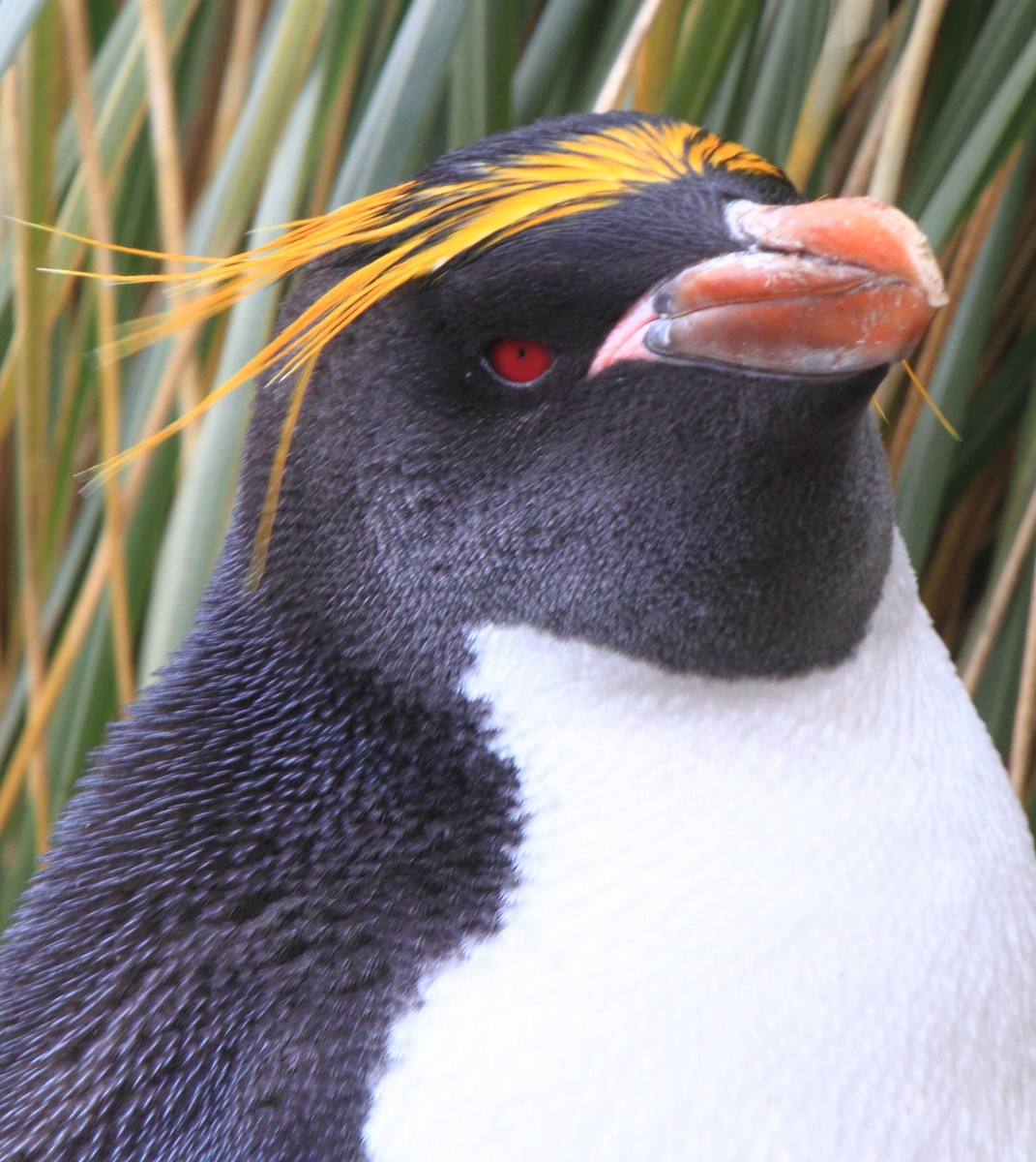Пінгвін золотоволосий - ML491481301